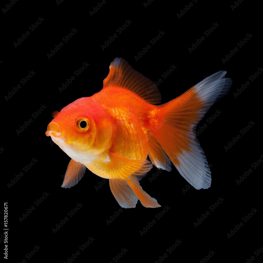 close up goldfish isolated on a black background close up goldfish isolated on a black background