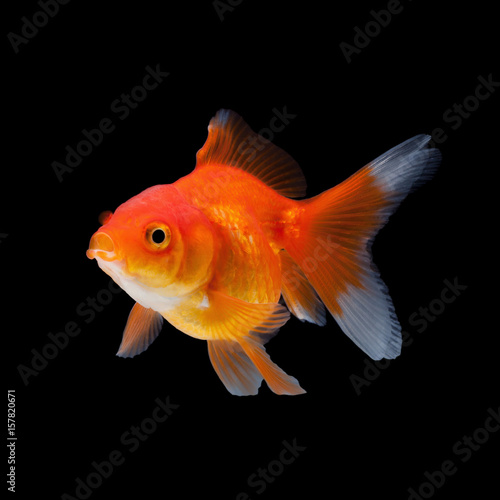 close up goldfish isolated on a black background