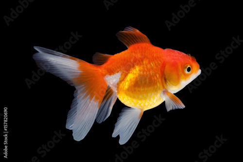 close up goldfish isolated on a black background