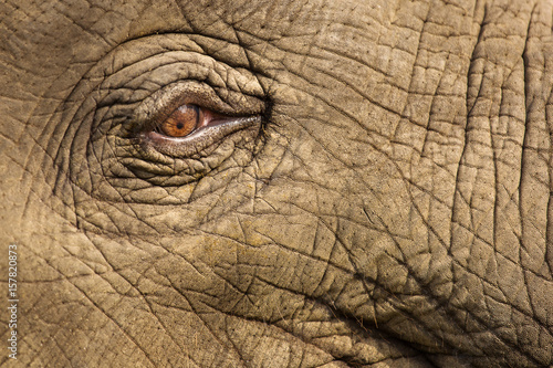 Photography Beautiful close up eye of an elephant in Chitwan Park, Nepal.