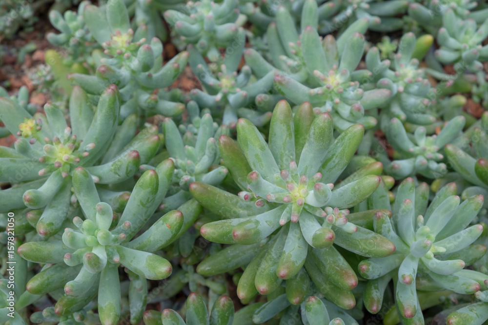 Top view of Sedum Pork and Beans Succulent Plant Top view of Sedum Pork and Beans Succulent Plant