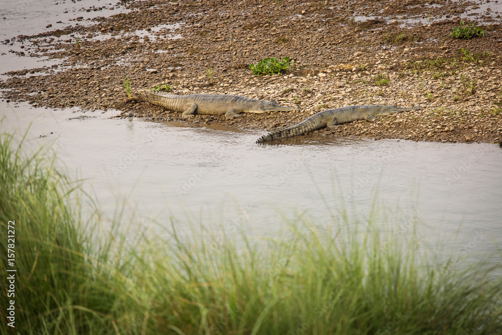 Crocodile in the wild in Chitwan Park, Nepal