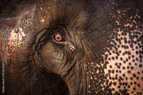 Photography Beautiful close up eye of an elephant in Chitwan Park, Nepal.