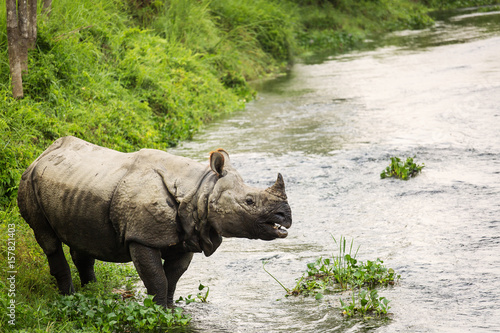 Big rhino in a river in Chitwan Park  Nepal