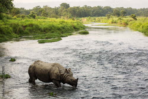 Obraz na płótnie Big rhino in a river in Chitwan Park, Nepal w salonie