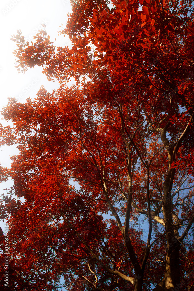 Red leaf in autumn season.