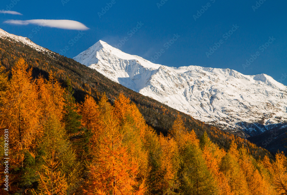 Plakat The mountains of Valtellina between the colours of autumn. Valfurva - valtellina - Lombardy