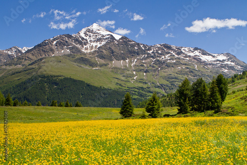 Mountain's meadows in bloom, on Santa Caterina Valfurva, Valtellina, Lombardy