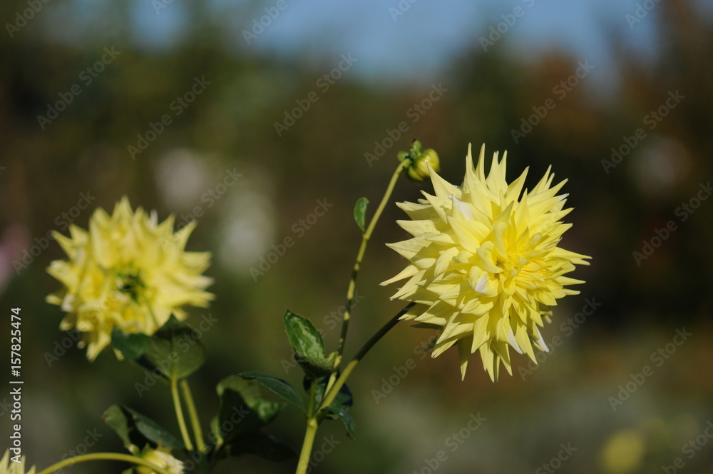 Dahlia is a genus of bushy, tuberous, herbaceous perennial plants native to Mexico. Dahlia is a genus of bushy, tuberous, herbaceous perennial plants native to Mexico.