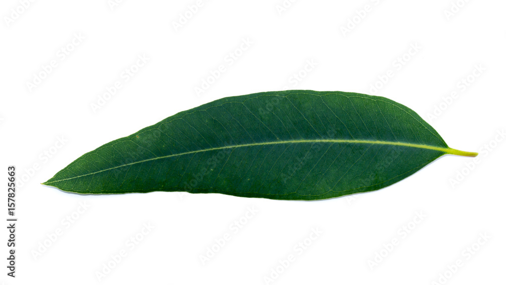 Obraz premium Eucalyptus leaves on a white background.
