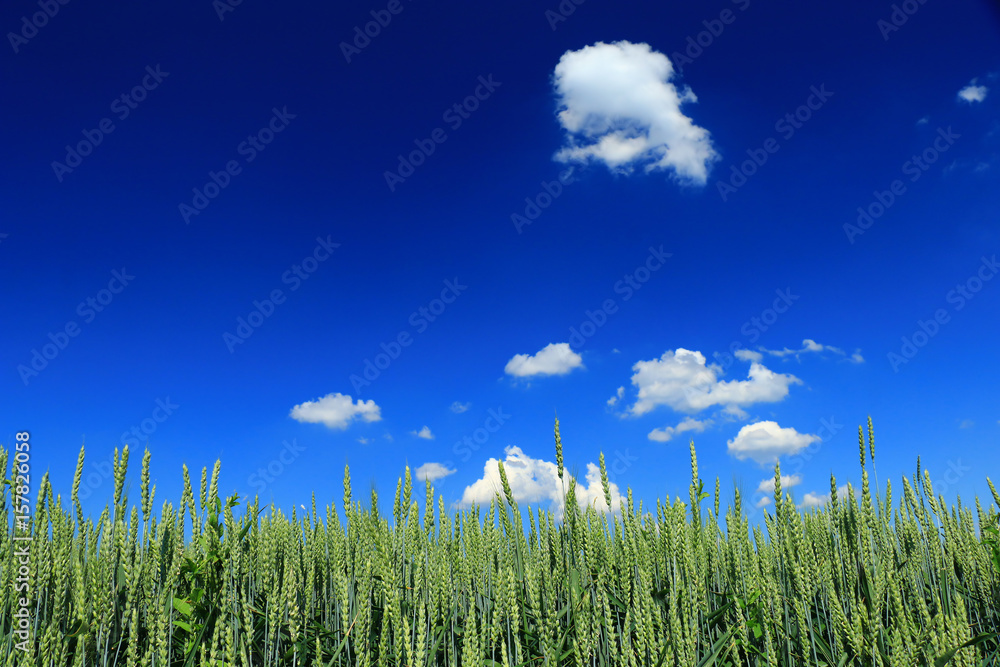 Obraz premium green wheat closeup