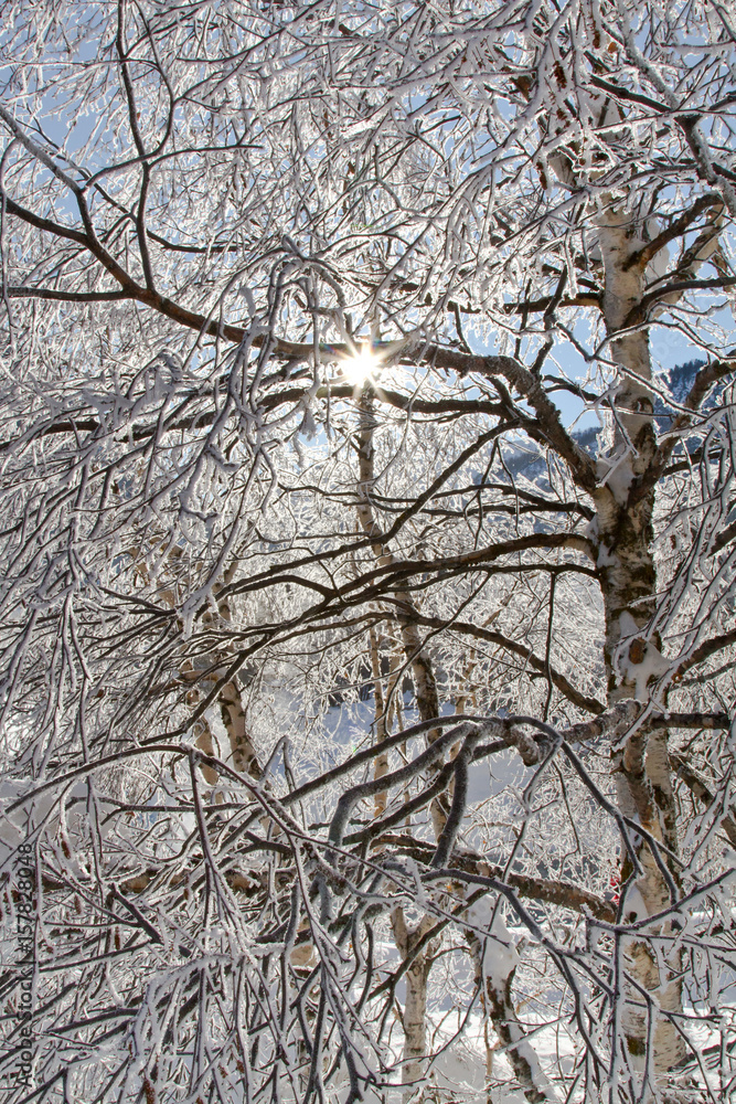 Icy branches of birch in a winter morning in mountain Icy branches of birch in a winter morning in mountain