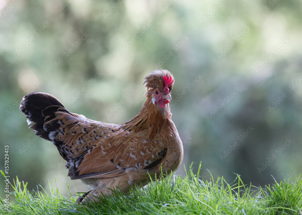 Fototapeta premium Exotic chicken in nature