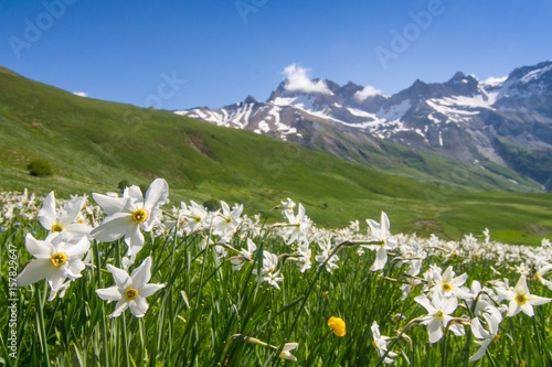 Blooming lawn of Narcissus at col du Lautaret in France