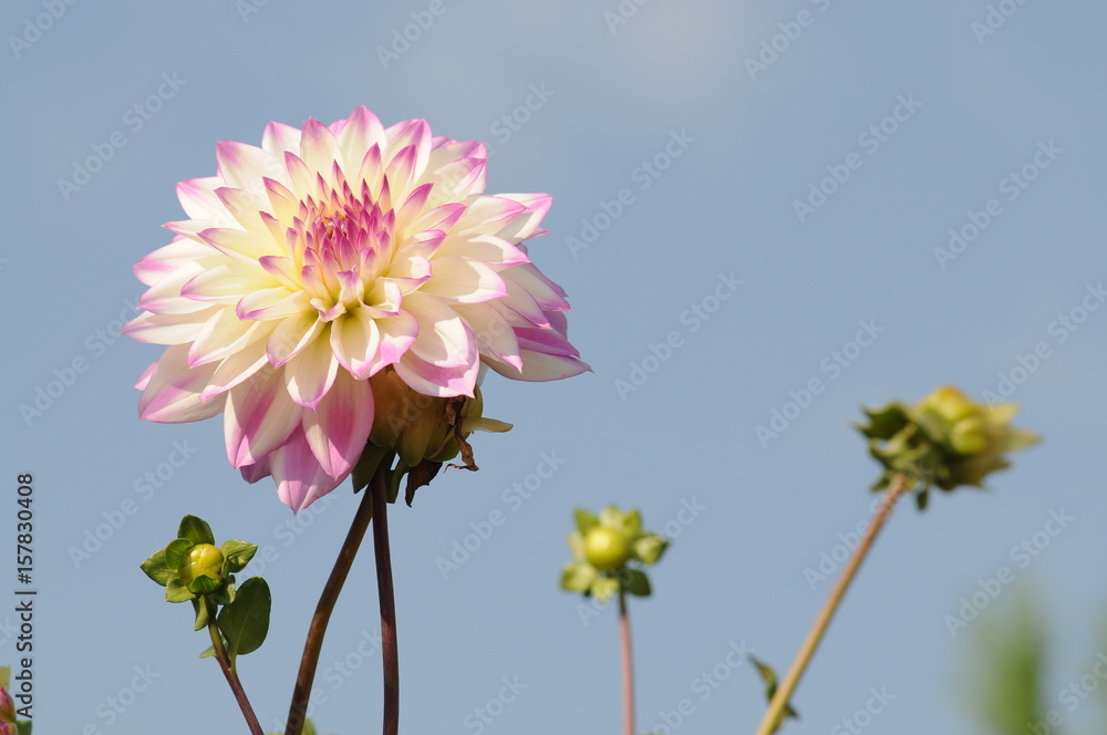 Dahlia is a genus of bushy, tuberous, herbaceous perennial plants native to Mexico. Dahlia is a genus of bushy, tuberous, herbaceous perennial plants native to Mexico.