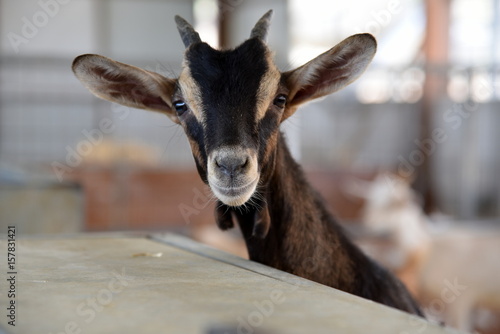 curious goat looking at camera in farm 