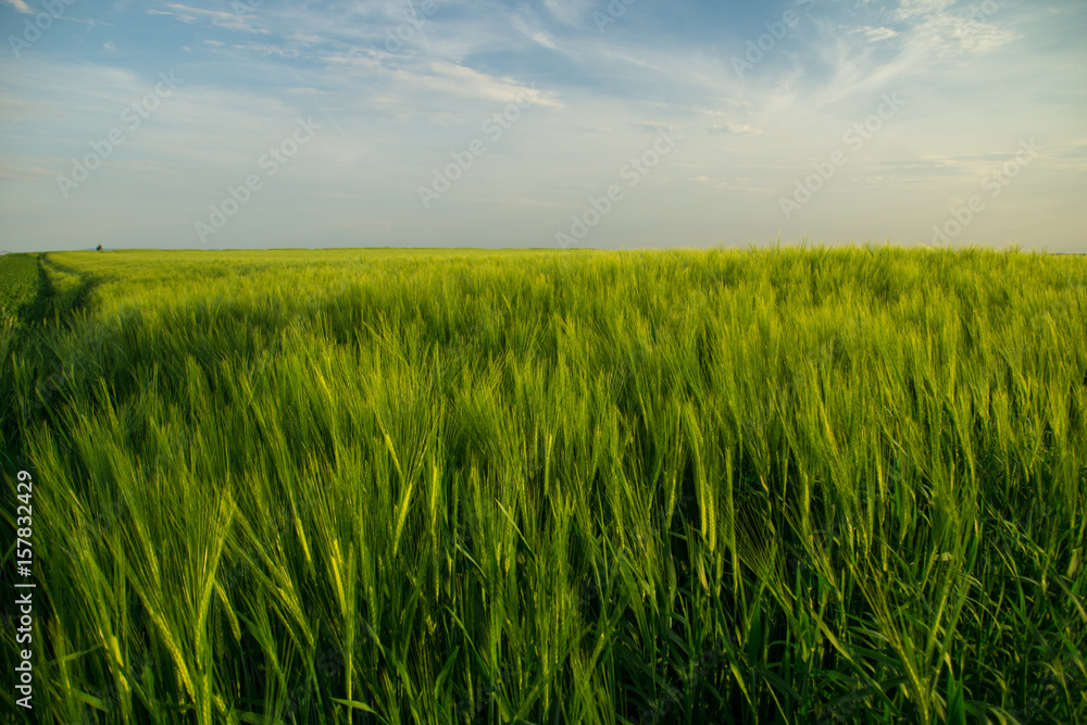 Green fields of grain at springtime with cloudy sky