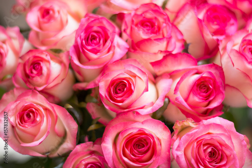 Roses, lit by the sun, view from above, bokeh