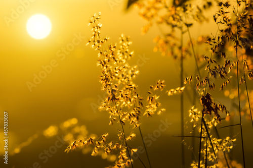 Flowers grass with light background.