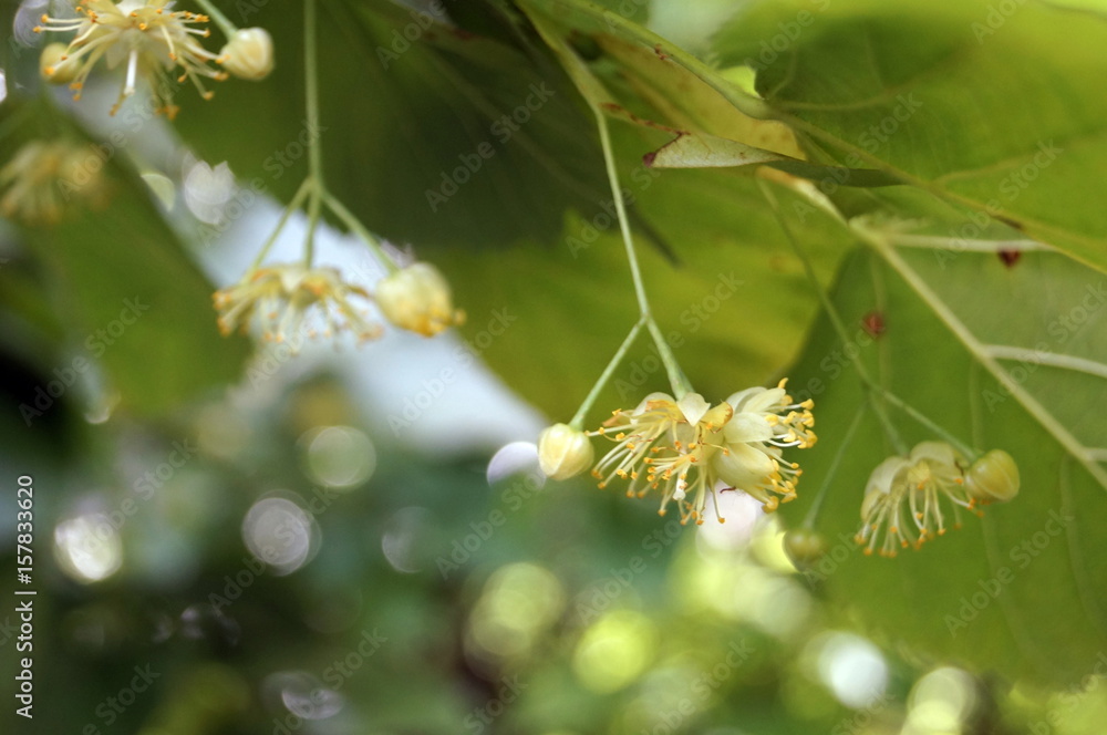 Lime flowers on a tree branch with green leaves Lime flowers on a tree branch with green leaves