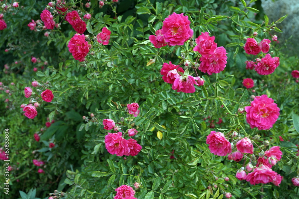 Rose bush with blossoming flowers with pink petals and green leaves on a summer sunny day