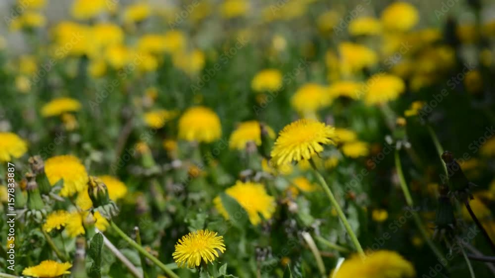 Yellow dandelion on a summer field in the wind Yellow dandelion on a summer field in the wind