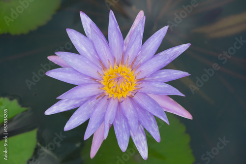 Close up of Lotus flower in the pool