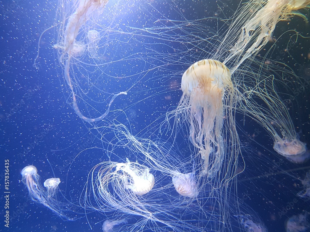 Obraz premium qualle