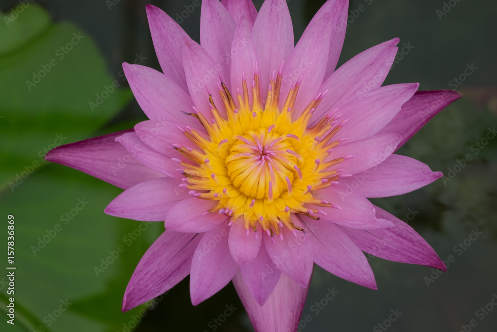 Close up of Lotus flower in the pool Close up of Lotus flower in the pool