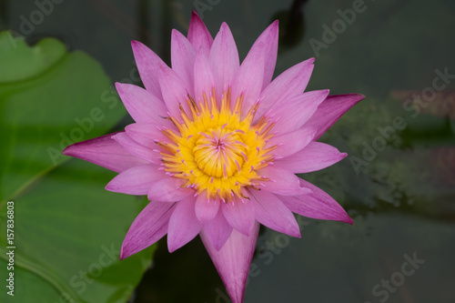 Close up of Lotus flower in the pool