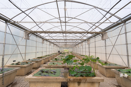 Lotus House in QUEEN SIRIKIT BOTANIC GARDEN, Chiangmai, Thailand