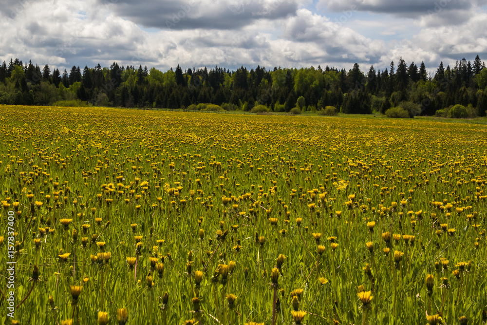Fototapeta premium A huge field of dandelions.