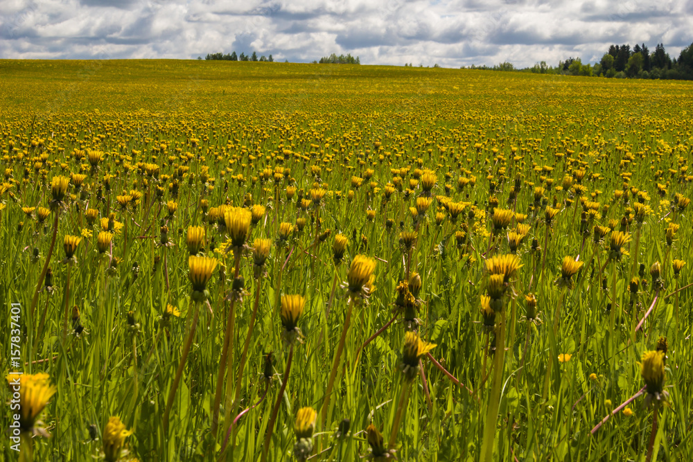 Obraz premium A huge field of dandelions.
