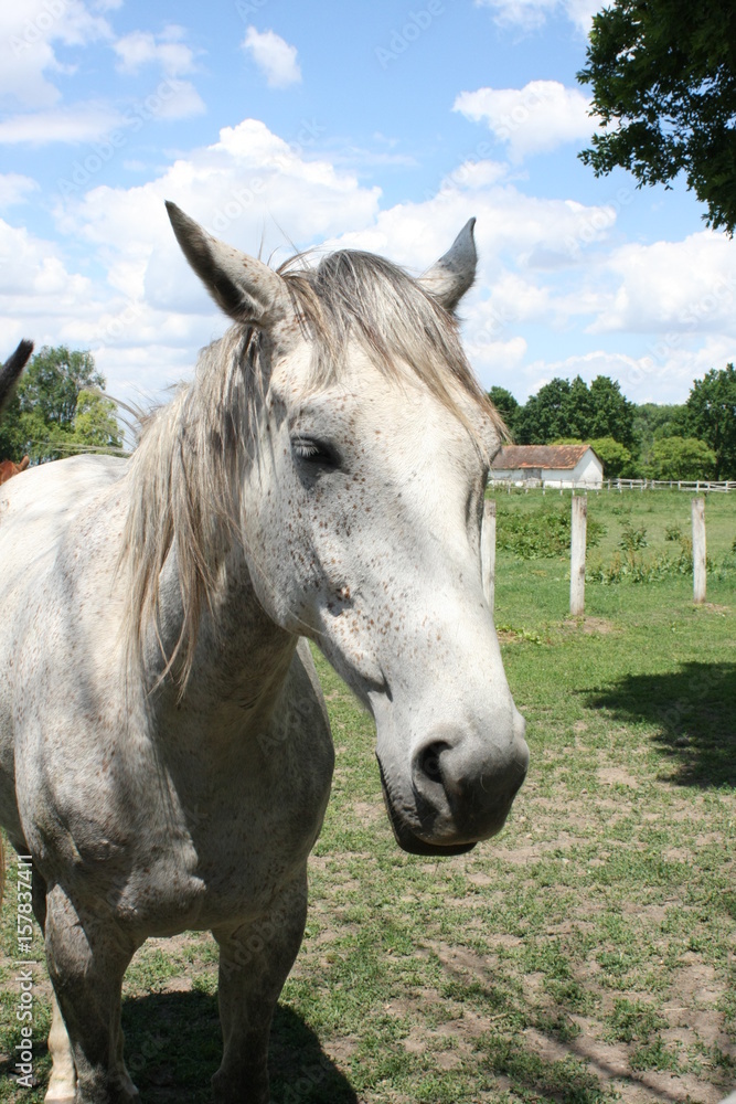 Fototapeta premium White horse