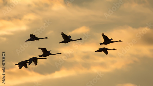 Group of Whooper swans in flight at sunset photo