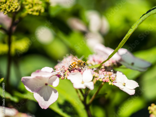 Bee feeding , flying and stingking on flowers in a park, outdoors, no people, with bokeh effect. photo