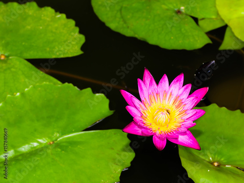 Lotus flower.Purple Lotus.