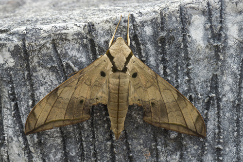 Ambulyx pryeri is a moth of the Sphingidae family