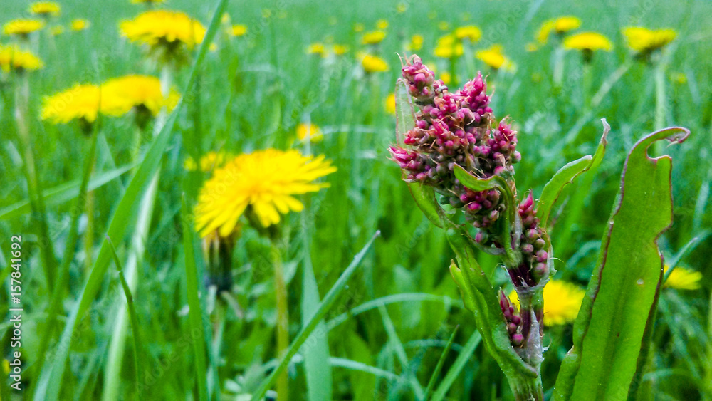 Obraz premium Spring Grass