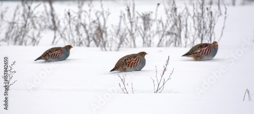 Flock of Grey Partridges posing on snow in winter