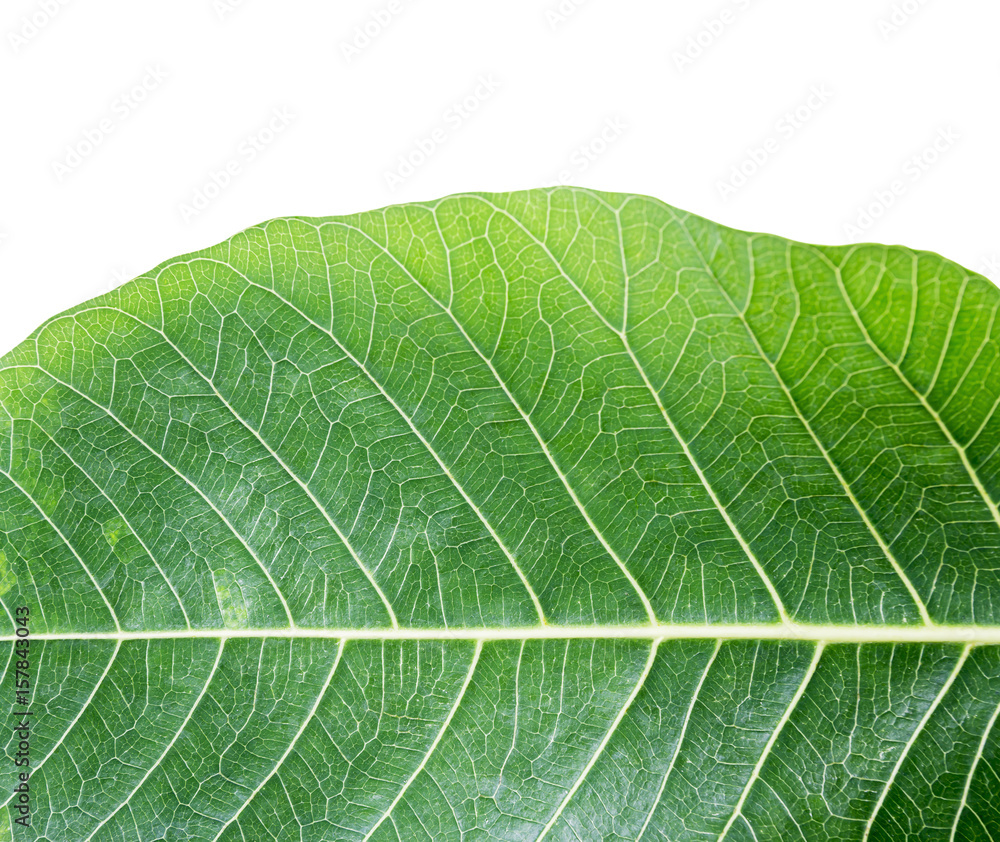 Fresh green leaf texture isolated on white background with clipping path Fresh green leaf texture isolated on white background with clipping path