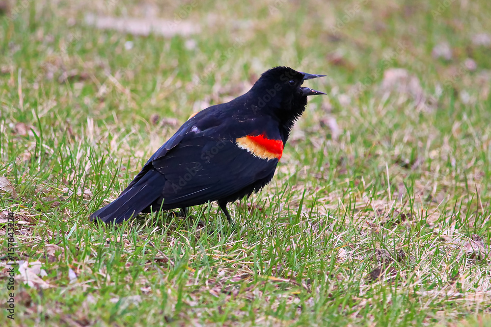 A red winged blackbird calling on the grass A red winged blackbird calling on the grass
