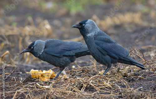 Foto Pair of western jackdaws feeding together in a field