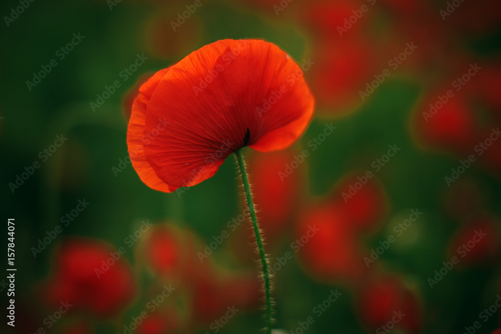 Fototapeta premium Słoneczne kupie pole otoczone wzgórzami. Czerwone kwiaty. Czas letni.