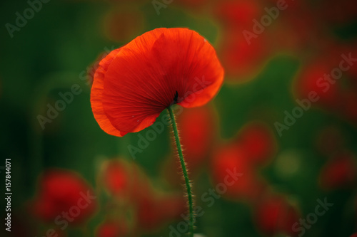 Fototapeta Naklejka Na Ścianę i Meble -  Sunny poopy field surrounded with hills. Red flowers. Summer time.