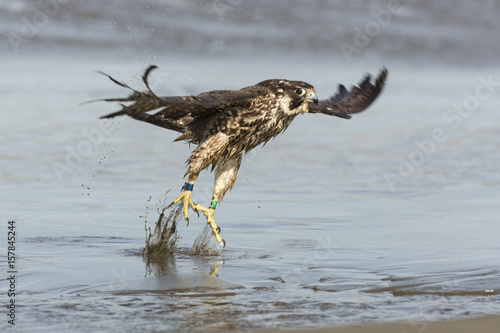peregrine taking flight after bathing © Gale Boyer