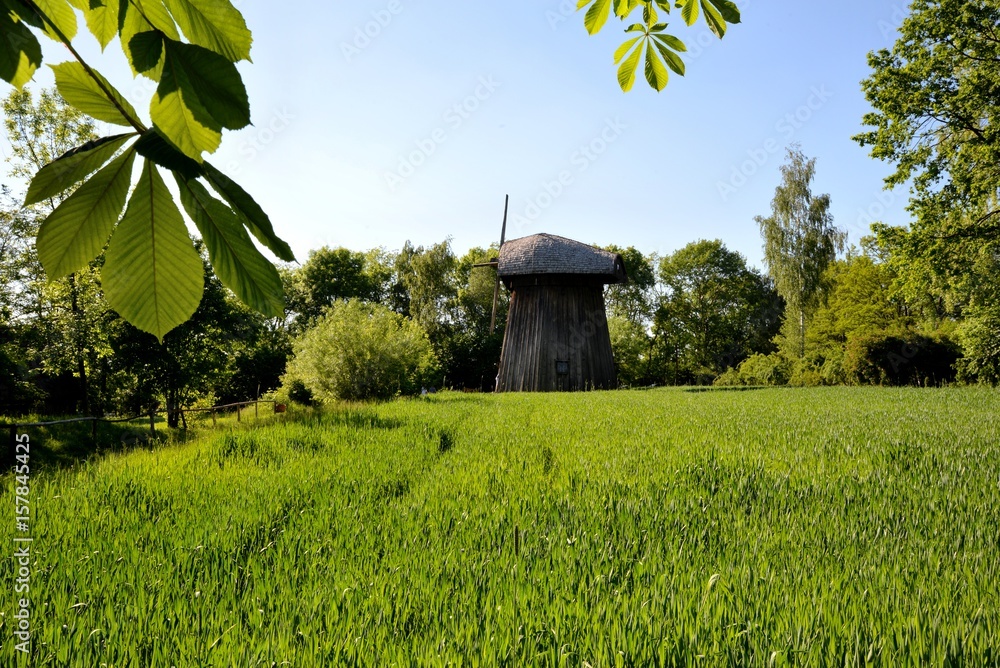 Green corn young corn and old wooden mill