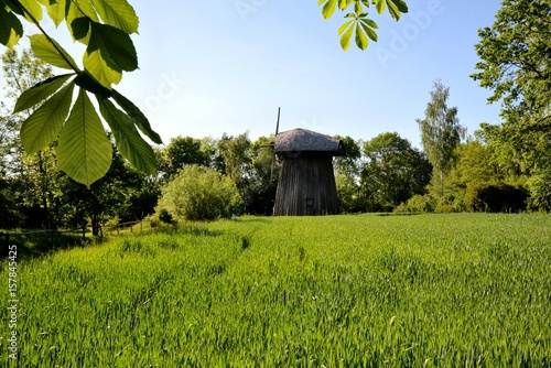 Obraz na płótnie Green corn young corn and old wooden mill w salonie