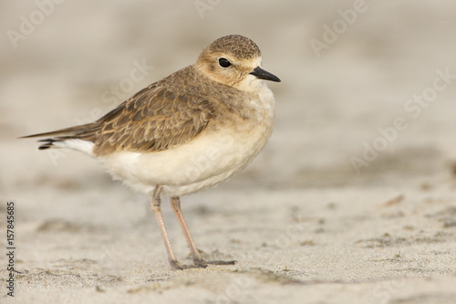 Mountain Plover