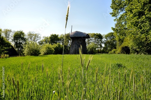 Green corn young corn and old wooden mill